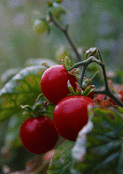 Tomates juteuses en pleine nature